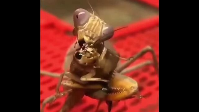 Видео порнуха #102116