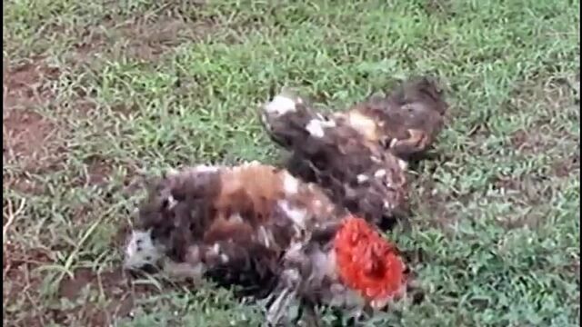 Видео порнуха #9626