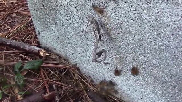 Видео порнуха #50037