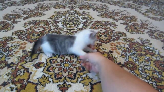 Видео порнуха #147035