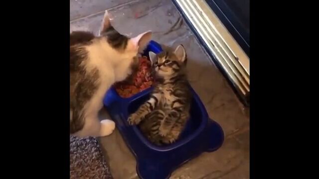 Видео порнуха #85099