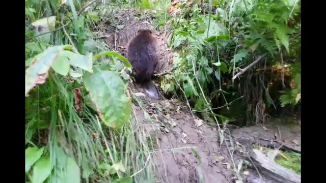 Видео порнуха #117237