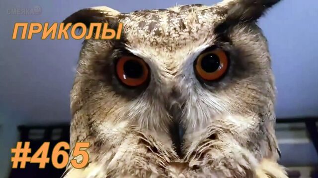 Видео порнуха #92940