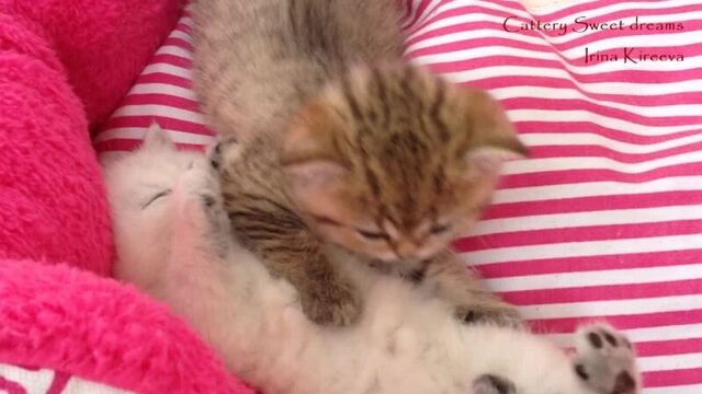 Видео порнуха #12135