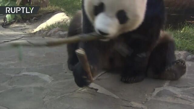 Видео порнуха #134750