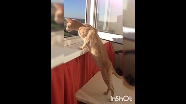 Видео порнуха #27252