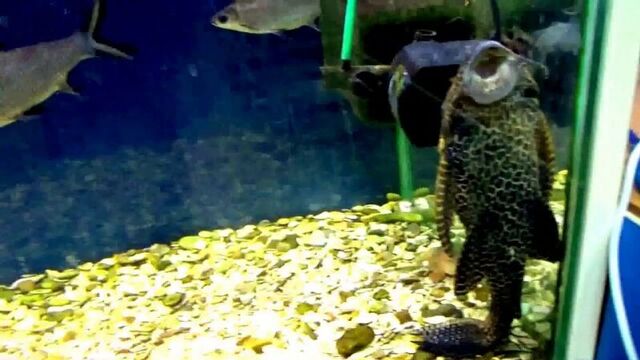 Видео порнуха #20910