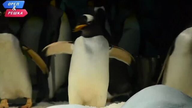 Видео порнуха #59839