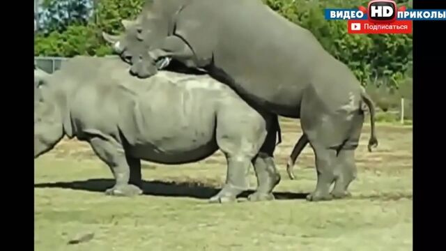 Видео порнуха #16088