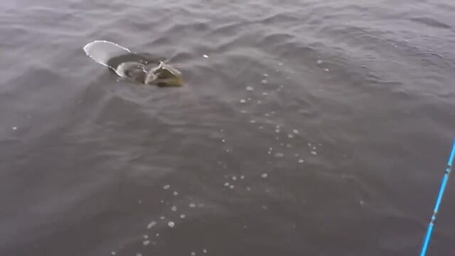 Видео порнуха #186551