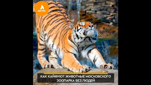 Видео порнуха #116149