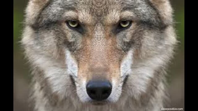 Видео порнуха #59226