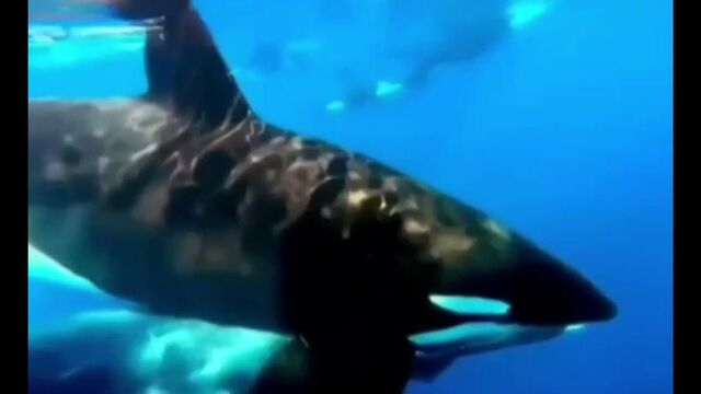 Видео порнуха #119495