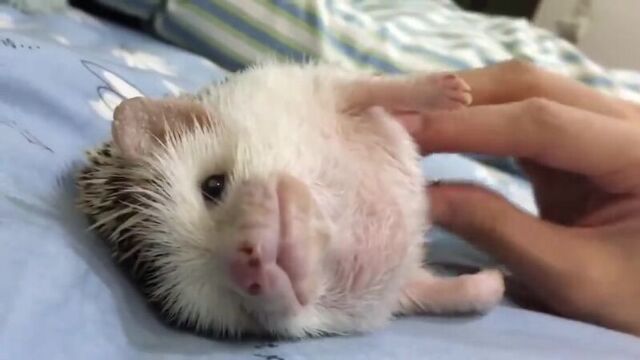 Видео порнуха #30306