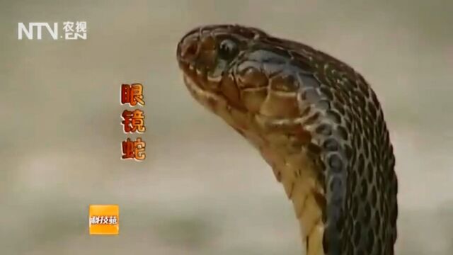 Видео порнуха #186348