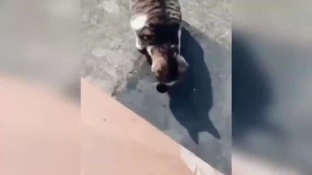 Видео порнуха #104720