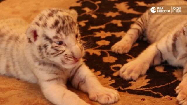 Видео порнуха #159572