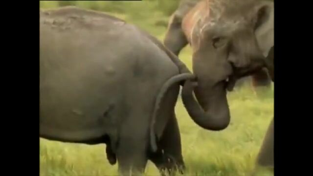 Видео порнуха #15637