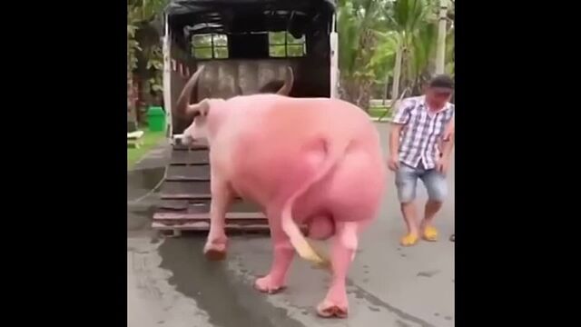 Видео порнуха #180963