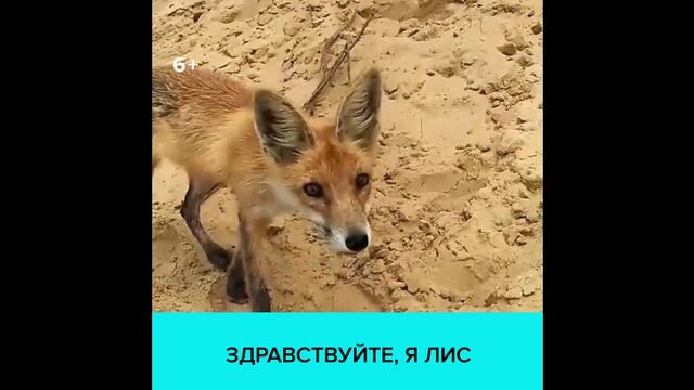 Видео порнуха #121485