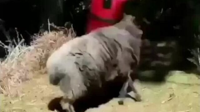 Видео порнуха #33373