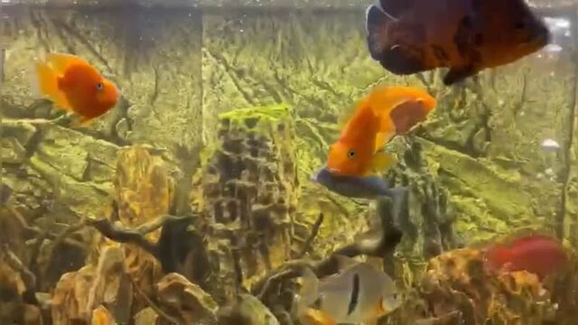 Видео порнуха #84380