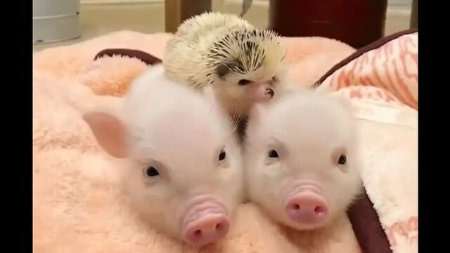 Видео порнуха #172586