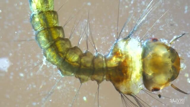 Видео порнуха #43091