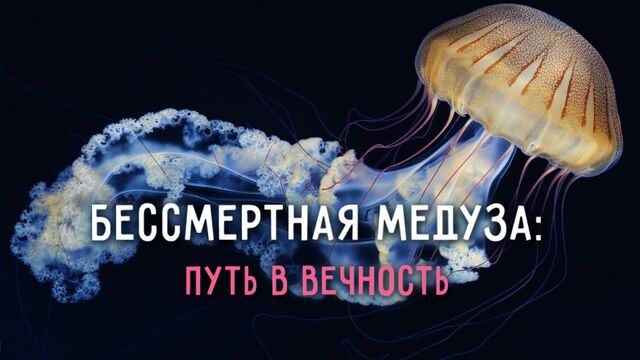 Видео порнуха #188393