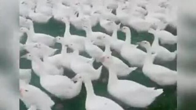 Видео порнуха #55188