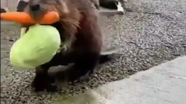 Видео порнуха #84226