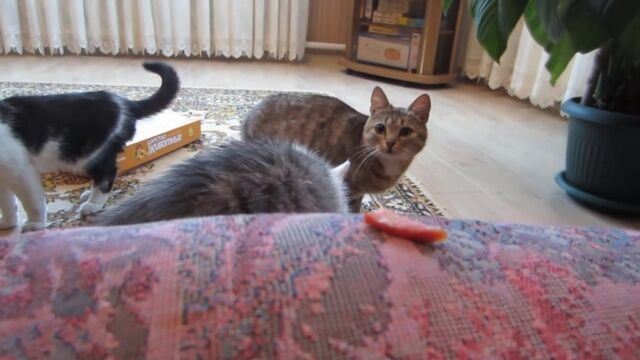 Видео порнуха #115608