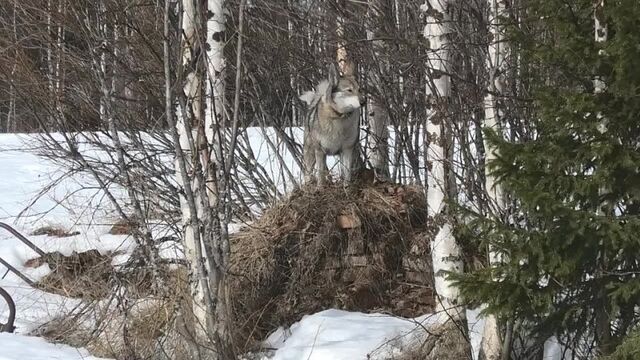Видео порнуха #72508