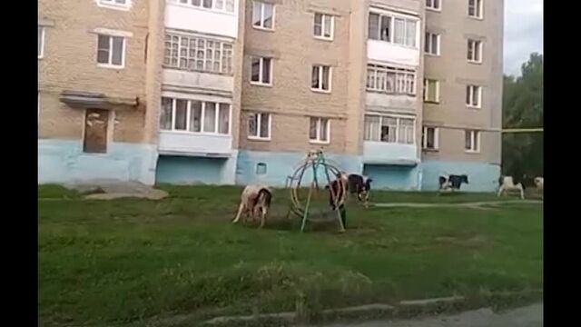 Видео порнуха #184737