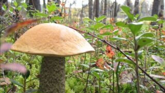 Видео порнуха #3692