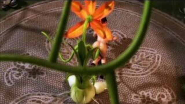 Видео порнуха #236794