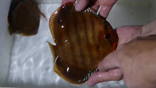 Видео порнуха #37943