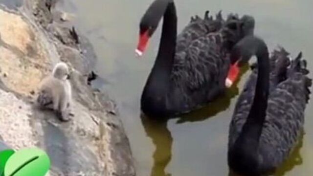 Видео порнуха #73870